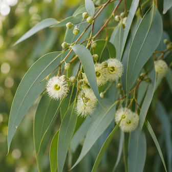 Eucalyptus etherische olie biologisch - merlijn wellness