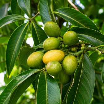 Elemi etherische olie - merlijn wellness