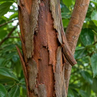 Kaneel cassia etherische olie - merlijn wellness