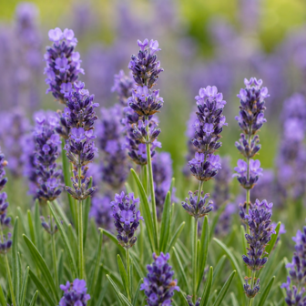 Lavendel etherische olie (Officinalis) &ndash; Merlijn Wellness