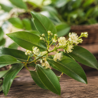 Rozenhout etherische olie - merlijn wellness