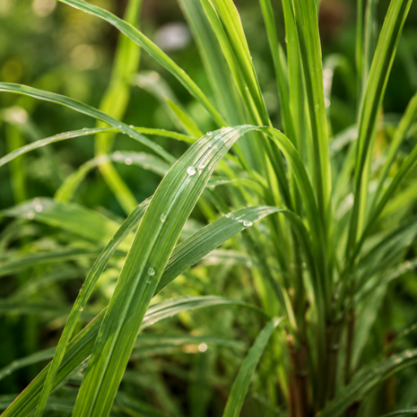 Citronella etherische olie - merlijn wellness
