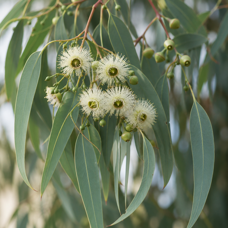Eucalyptus etherische olie 100ml - merlijn wellness