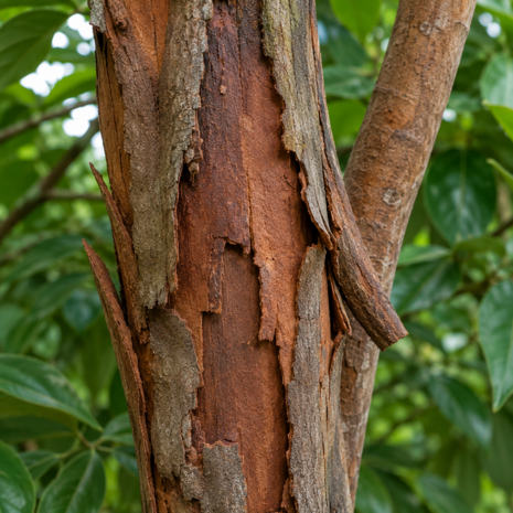 Kaneel cassia etherische olie - merlijn wellness