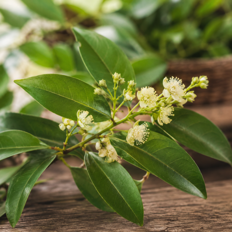 Rozenhout etherische olie - merlijn wellness