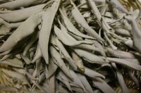 waarom witte salie gebruiken waarom witte salie gebruiken