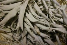 Witte Salie 25gr. los (Californie) Witte Salie 25gr. los (Californie)
