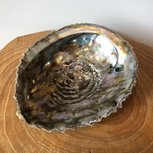 Abelone schelp Haliotis Corrugata ca 13cm Abelone schelp Haliotis Corrugata ca 13cm